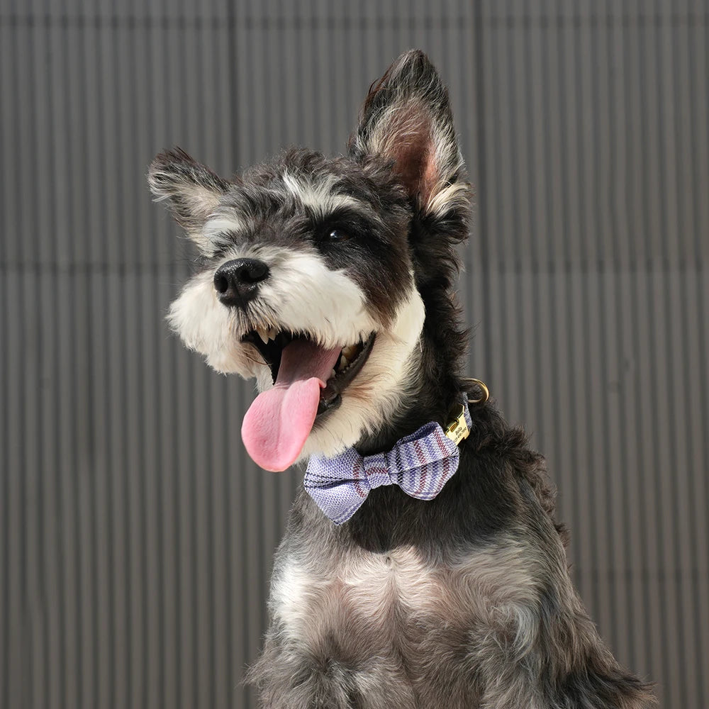 Bowtie ID Collar image 6